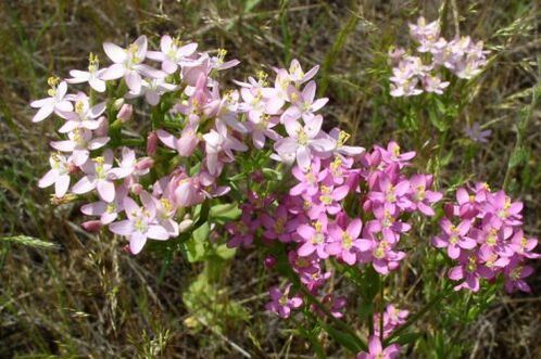 Goldger qui a refusé l'alcool